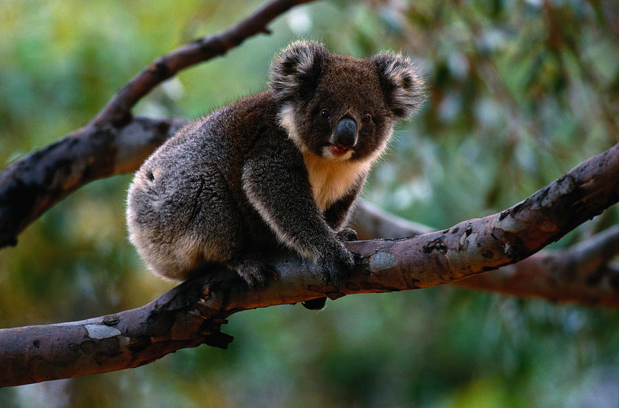 Koala Phascolarctos Cinereus On Tree Photograph by Art Wolfe
