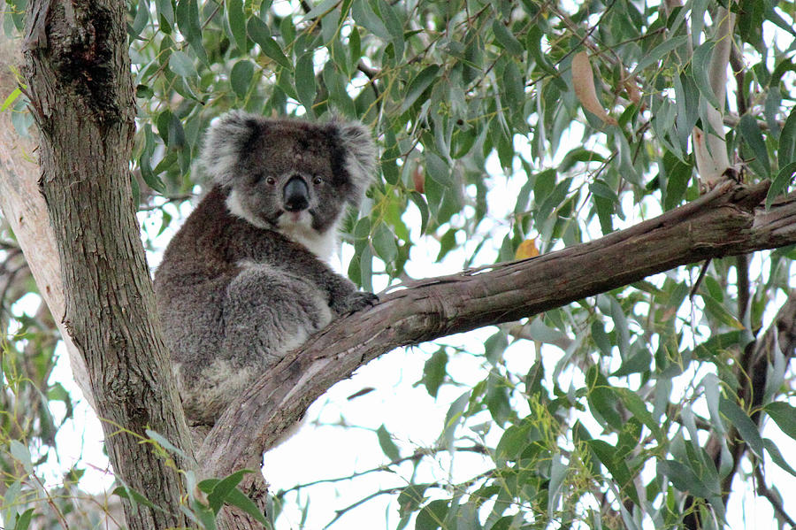 Koala Photograph by Phil Copp
