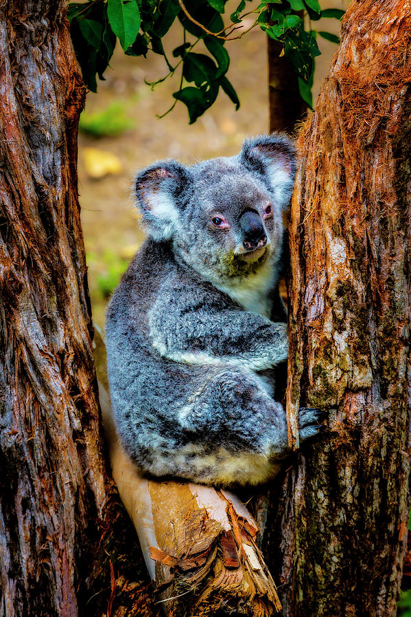 Koala Resting In Tree Photograph by Garry Gay