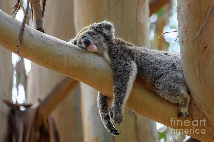 Koala Resting On A Branch Photograph by Science Photo Library Koala Resting On A Branch Photograph by Science Photo Library