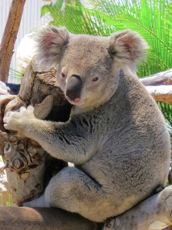 Koala Photograph - Koala Sdz 15 by Robert Michaud