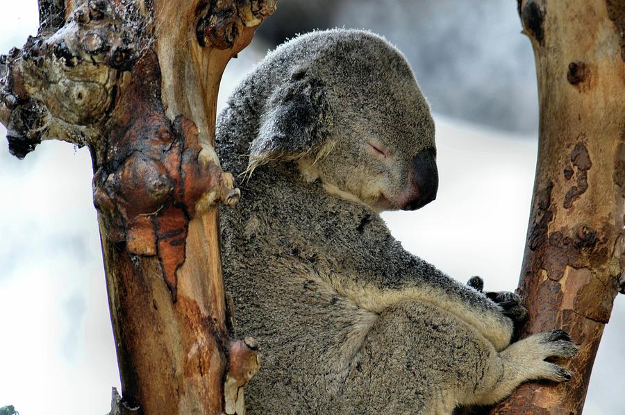 Koala Sleeping Photograph by Debra Kewley