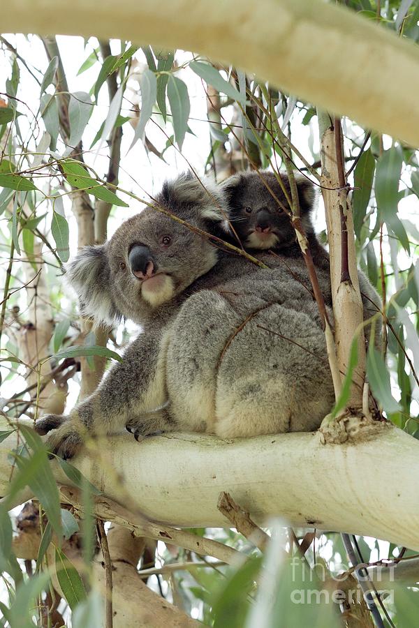 Koala With Joey Photograph by Science Photo Library Koala With Joey Photograph by Science Photo Library