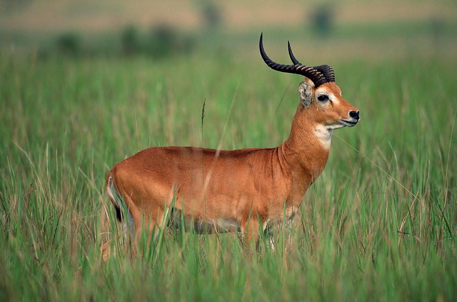 Kob Male Kobus Kob Queen Elizabeth Photograph by Nhpa - Fine Art America