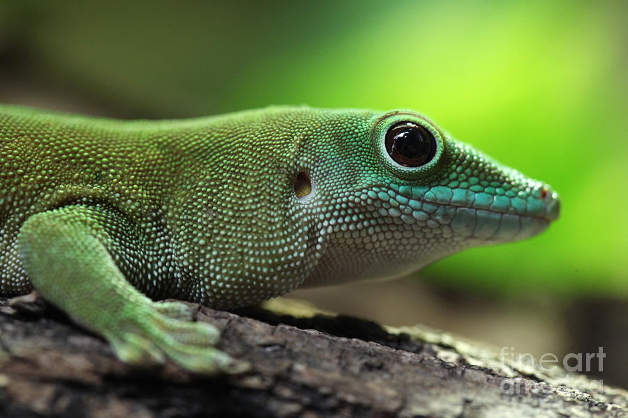 Kochs Giant Day Gecko Phelsuma Photograph by Vladimir Wrangel | Fine ...