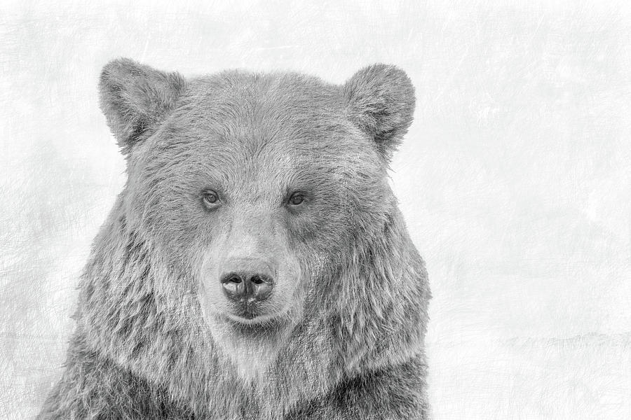 Kodiak Bear Digital Art by Paul Fell - Pixels