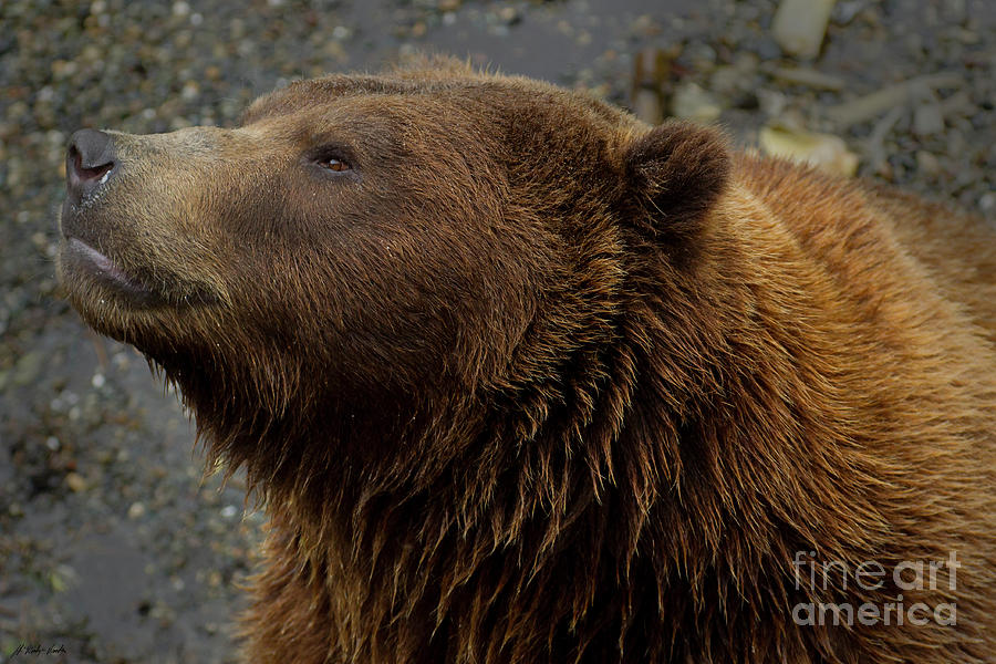 Kodiak Bear-Signed-#0668 Photograph by J L Woody Wooden