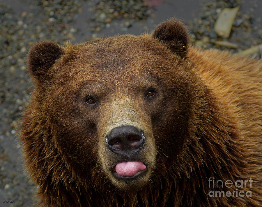Kodiak Bear-Signed-#0672 Photograph by J L Woody Wooden