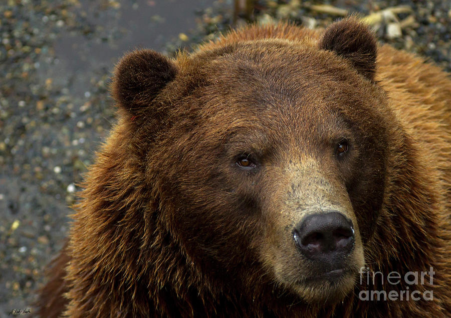 Kodiak Bear-Signed-#0676 Photograph by J L Woody Wooden