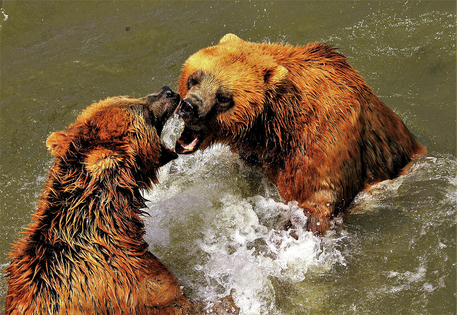 Kodiak Bear's Fighting Photograph by Michael Brown