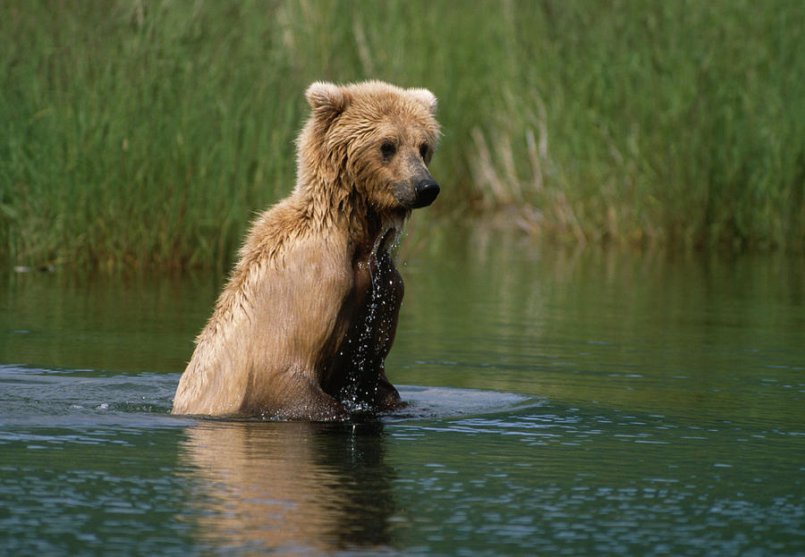 Kodiak Brown Bear  Ursus Arctos Photograph by Nhpa