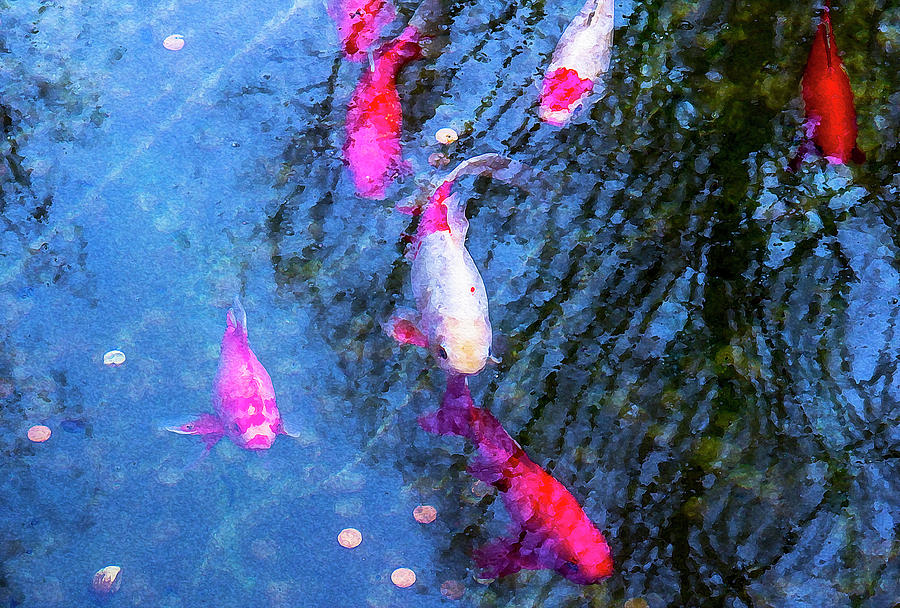 Koi and Copper  Photograph by Amy Sorvillo