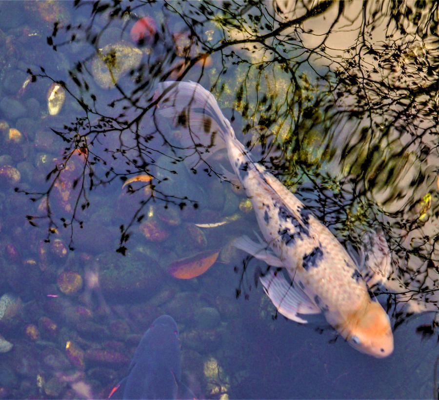 Koi and Reflections Photograph by Peter Mooyman