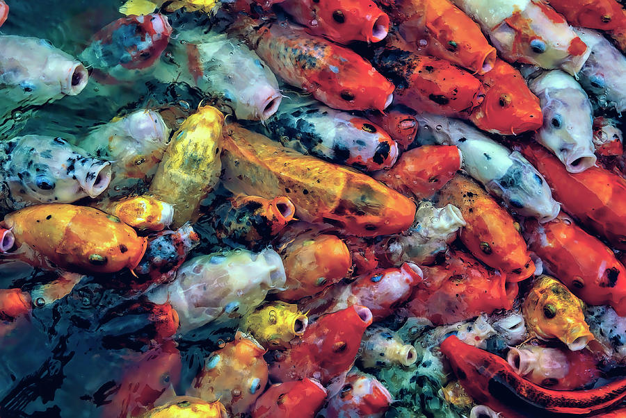 KOI CARP FEDDING FENZY by Daniel Hagerman KOI CARP FEDDING FENZY by Daniel Hagerman