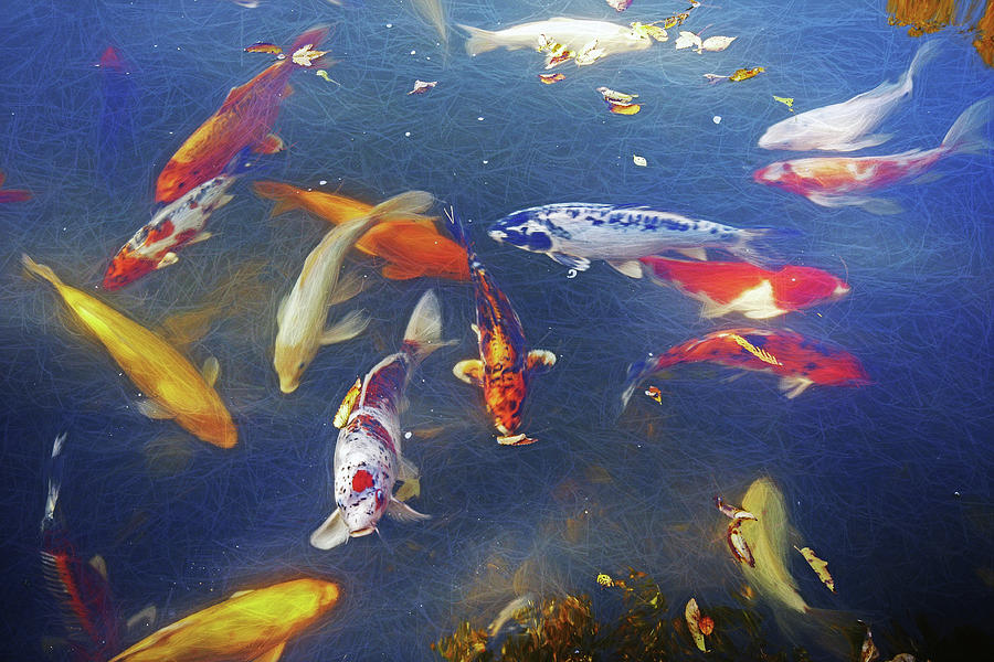 Koi Fish Photograph by Don Northup