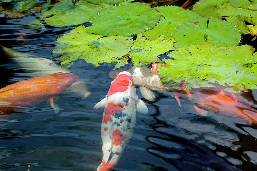Koi Fish Feeing On Lotus Leaves Photograph by Ayimages