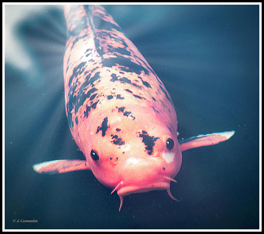 Koi Goldfish Photograph by A Macarthur Gurmankin
