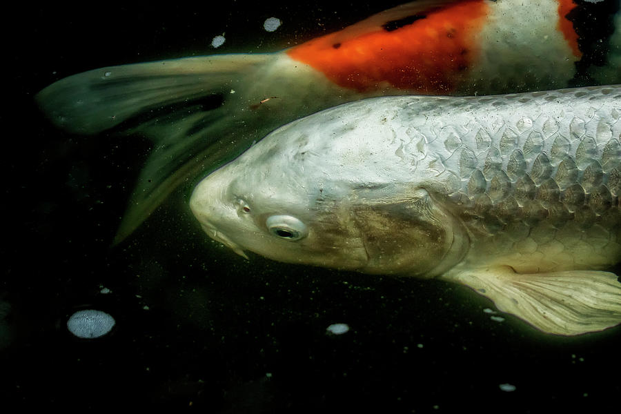 Koi - Head And Tail Photograph by Belinda Greb