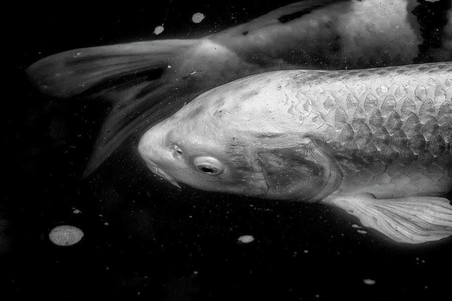 Koi - Head and Tail bw by Belinda Greb Koi - Head and Tail bw by Belinda Greb