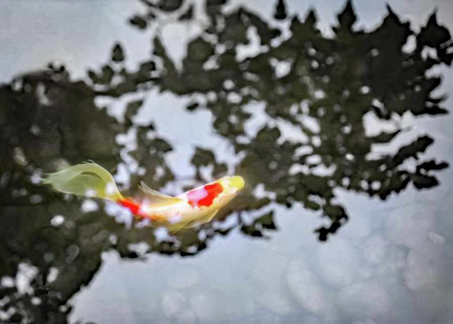Koi in Japanese Maple Shadows Photograph by Brooke T Ryan