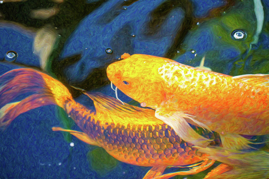 Koi Pond Fish - Free Love - by Omaste Witkowski Digital Art by Omaste Witkowski
