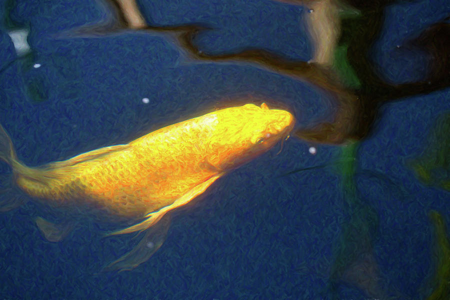 Koi Pond Fish - Golden Desires - By Omaste Witkowski Digital Art