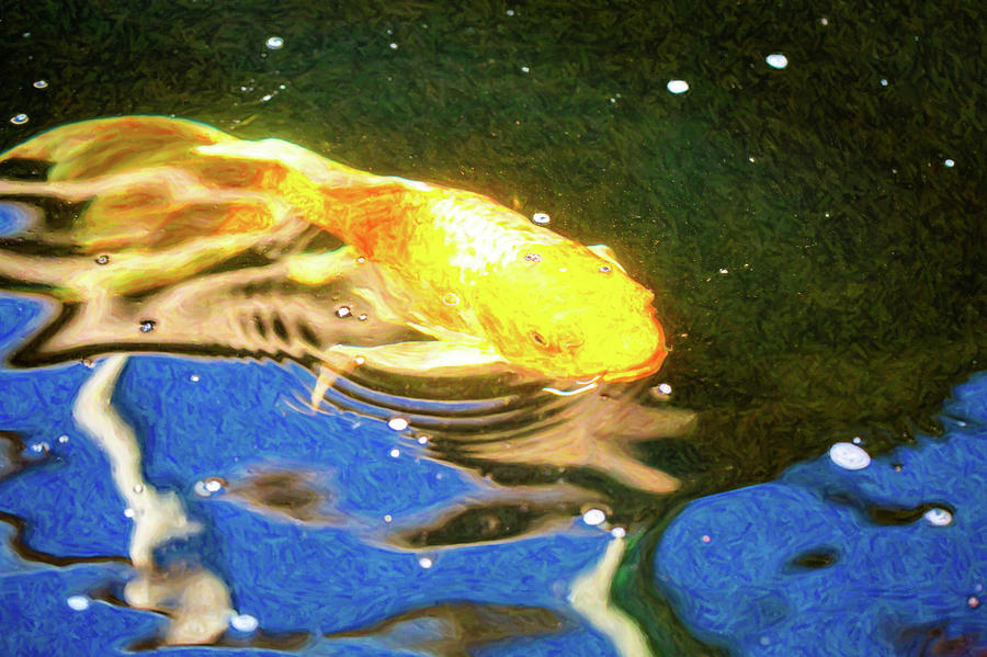 Koi Pond Fish - Golden Dreaming - by Omaste Witkowski Digital Art by Omaste Witkowski