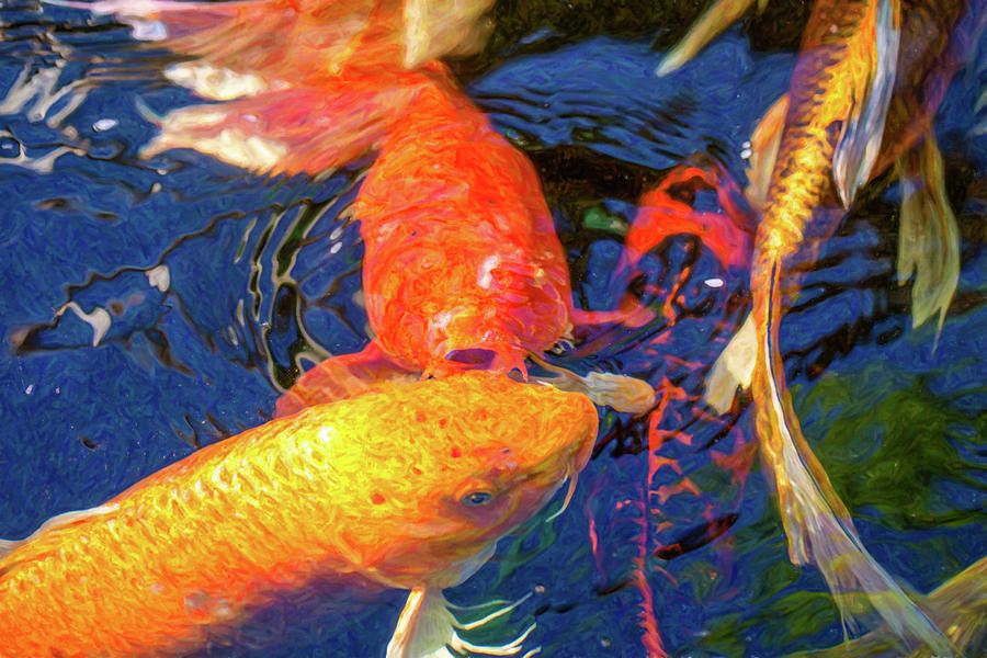Koi Pond Fish - Kissing Sunshine - by Omaste Witkowski Digital Art by Omaste Witkowski