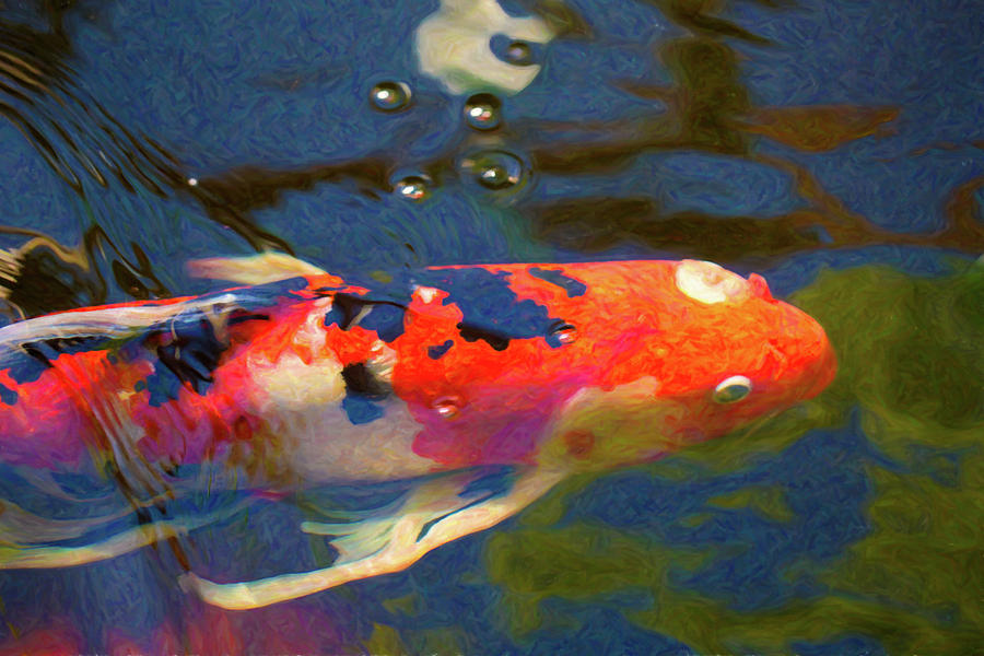 Koi Pond Fish - Painted Dreams - By Omaste Witkowski Digital Art