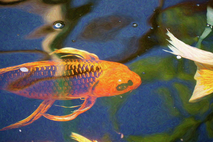 Koi Pond Fish - Picassos Pets - By Omaste Witkowski Digital Art