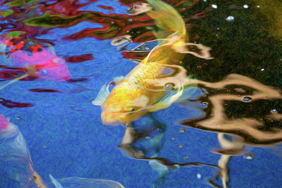 Koi Pond Fish - Playful Energies - by Omaste Witkowski Digital Art by Omaste Witkowski