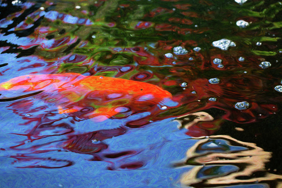 Koi Pond Fish - Random Pleasures - By Omaste Witkowski Digital Art