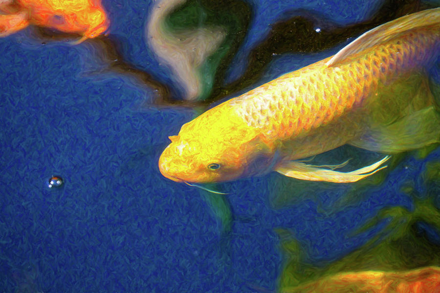 Koi Pond Fish - Taking Aim - By Omaste Witkowski Digital Art