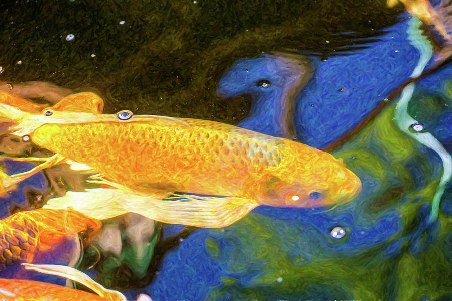 Koi Pond Fish - Winning Moves - By Omaste Witkowski Digital Art