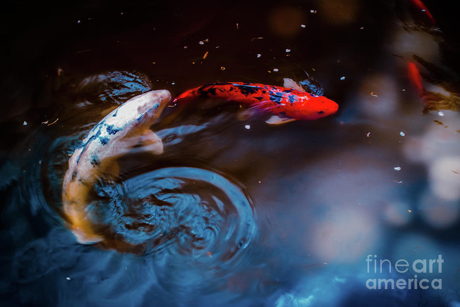 Koi Swirl Photograph by Colleen Kammerer