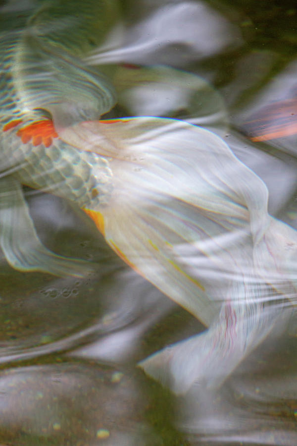 Koi Tales #2 by Lauri Novak Koi Tales #2 by Lauri Novak