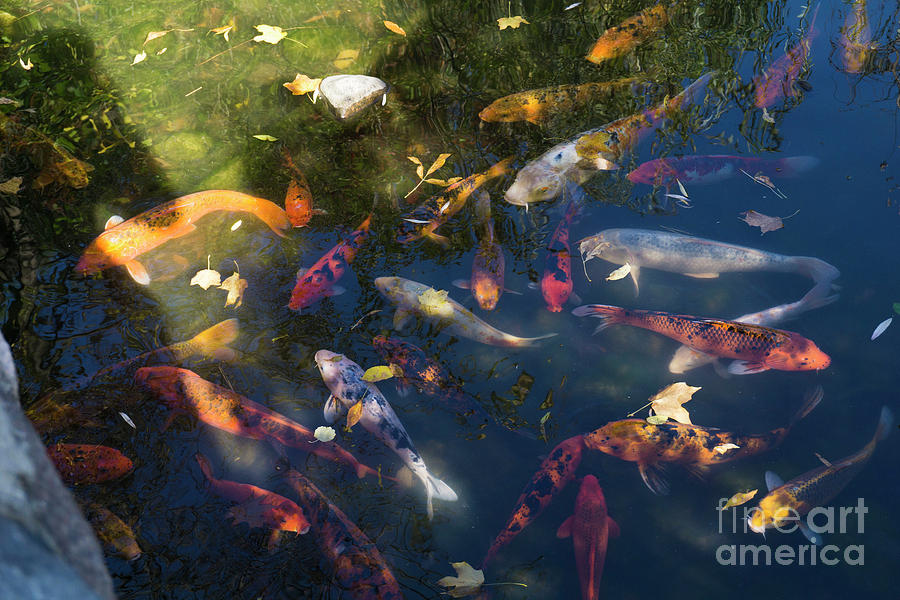 Koi With Leaves by Randall Saltys Koi With Leaves by Randall Saltys