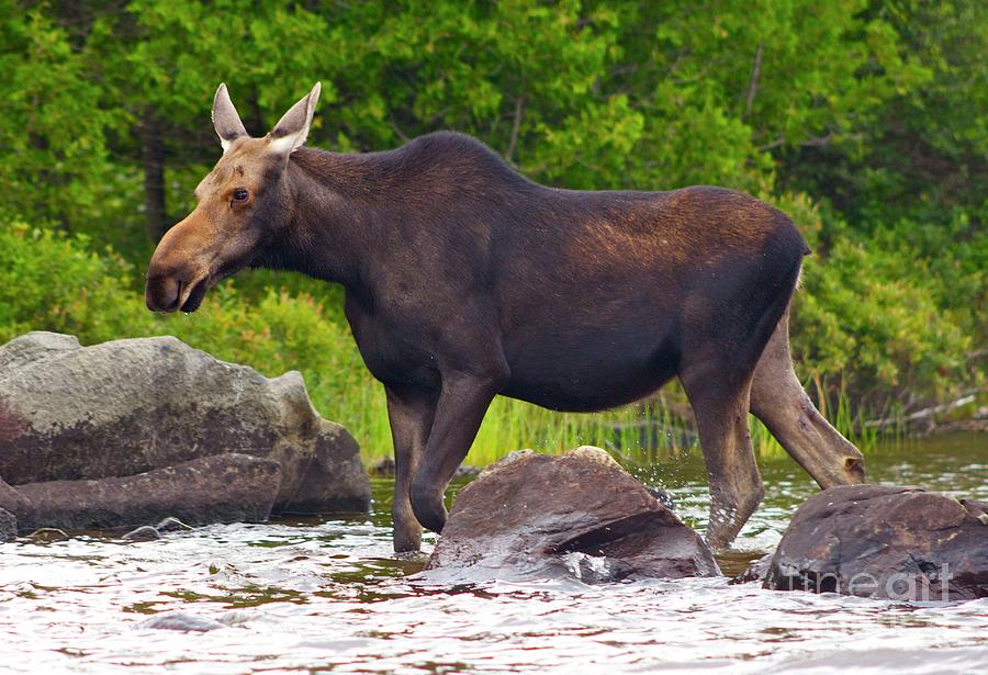 Kokadjo Moose Photograph by Alice Mainville