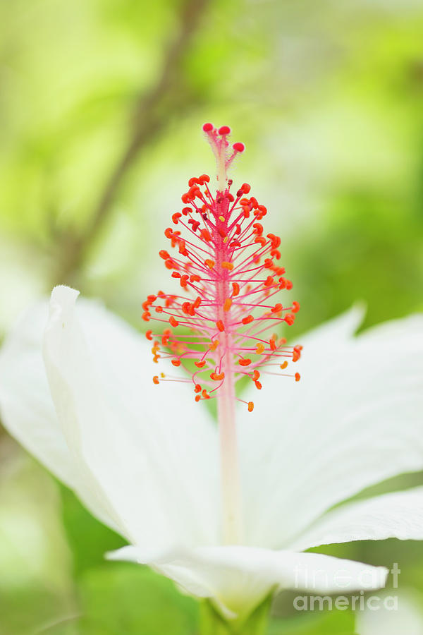 Kokio Keokeo Hibiscus - Native Hawaiian Flower by Charmian Vistaunet Kokio Keokeo Hibiscus - Native Hawaiian Flower by Charmian Vistaunet