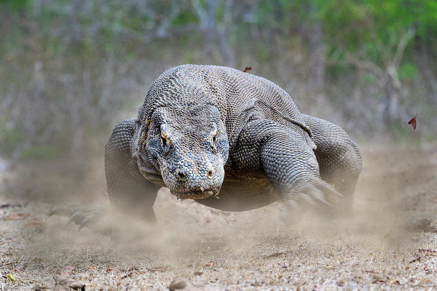 Komodo Dragon Male, Komodo National Park, Indonesia Photograph By Nick 