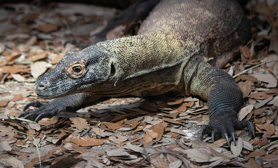 Reptile Photograph - Komodo Dragon by Robert Michaud