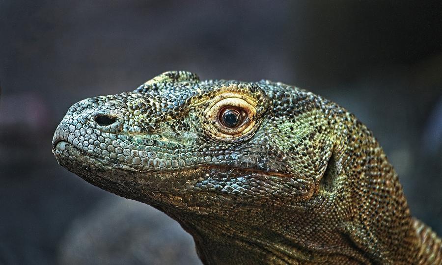 Komodo Dragon Photograph by Steve DaPonte