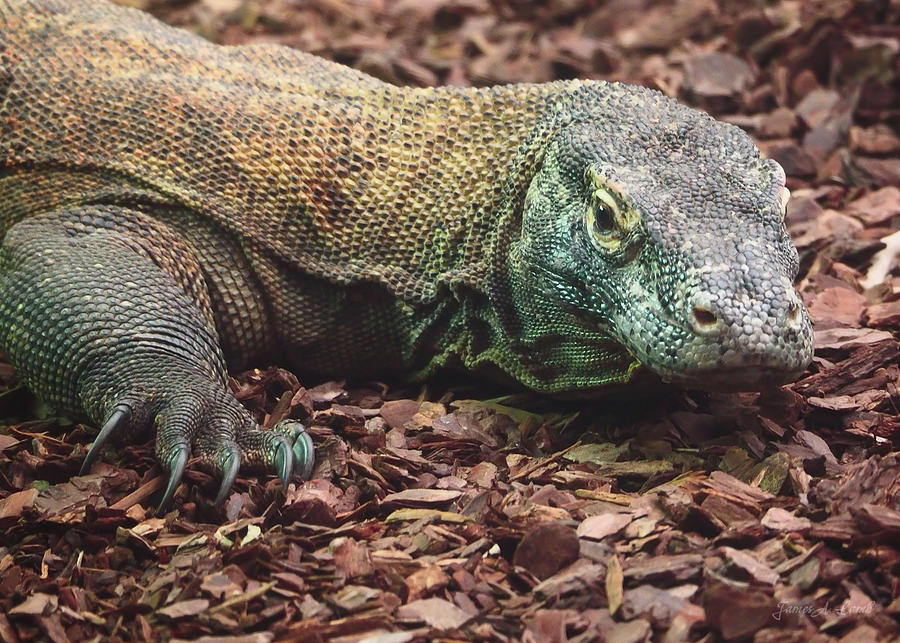 Komodo - Supporting World Wide Fund For Nature by James Lamb Komodo - Supporting World Wide Fund For Nature by James Lamb