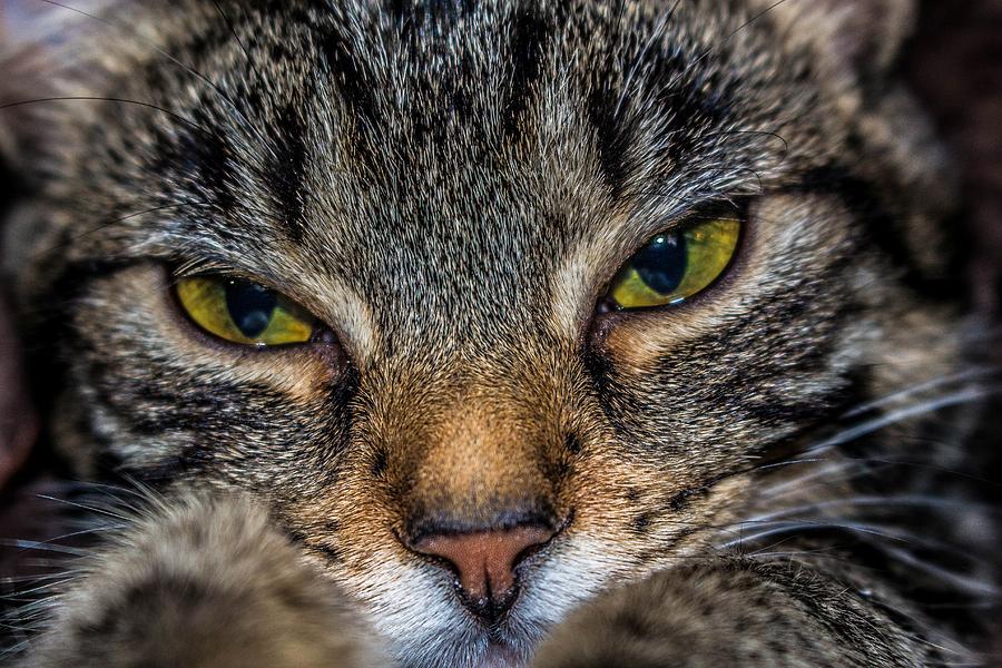 Cat Photograph - Kona Bella by TLB Creations Cat Photograph - Kona Bella by TLB Creations
