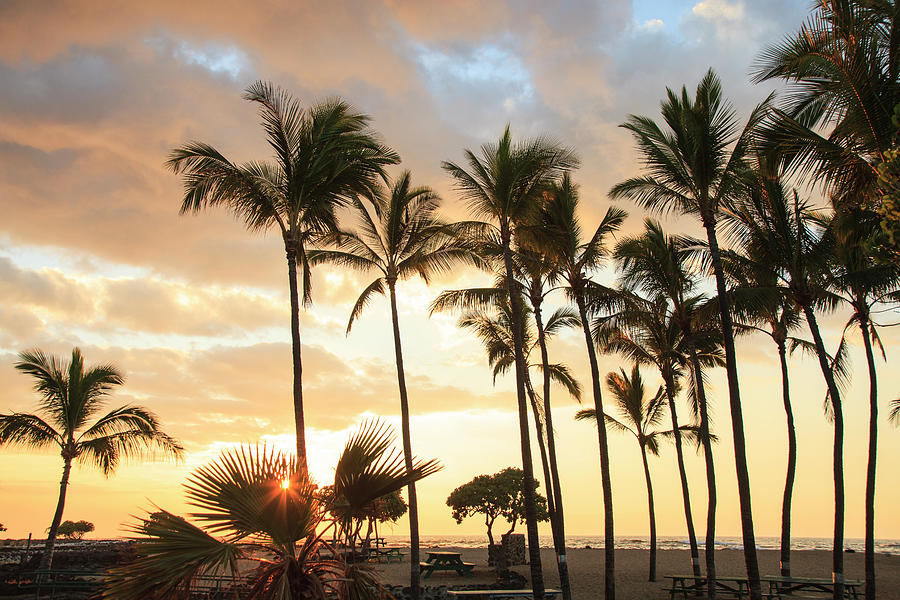 Kona Coffee Beans, Coffee Plantation Photograph by Stuart Westmorland ...