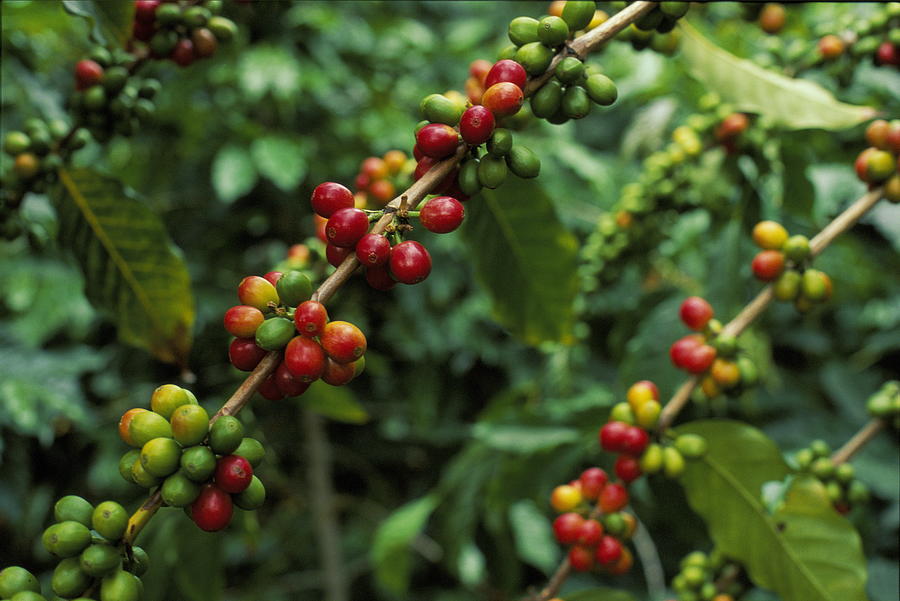 Kona Coffee Beans Growing On Tree Photograph by Walter Bibikow
