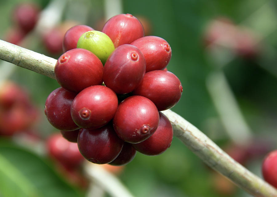 Kona Coffee Plant Photograph by Moniquerodriguez