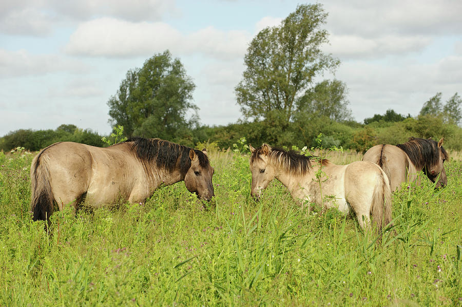 Wicken Fen Vision, Cambridgeshire