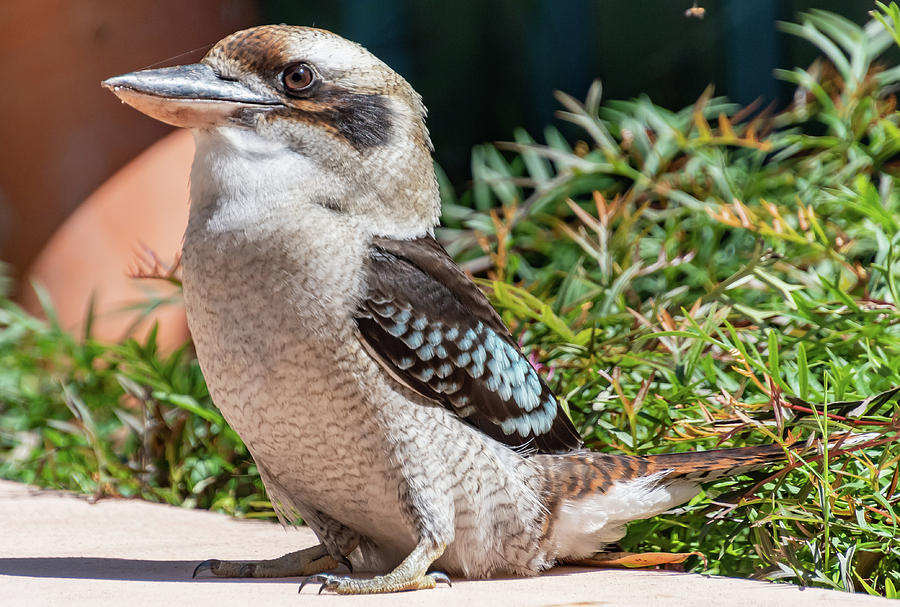 Kookaburra eating devon by Merrillie Redden Kookaburra eating devon by Merrillie Redden