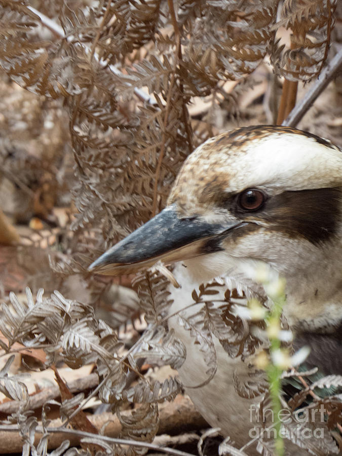 Kookaburra in the bush Photograph by Christy Garavetto